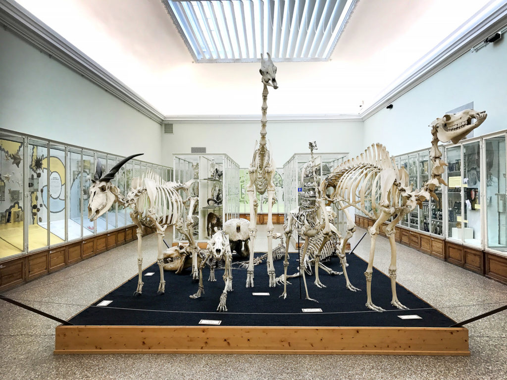 Musée cantonal de zoologie