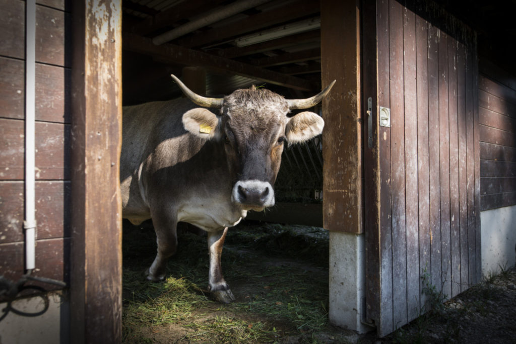 Vache à Sauvabelin