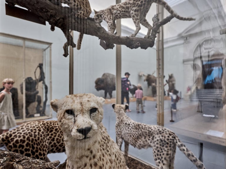 Exposition au Palais de Rumine, Musée Zoologique