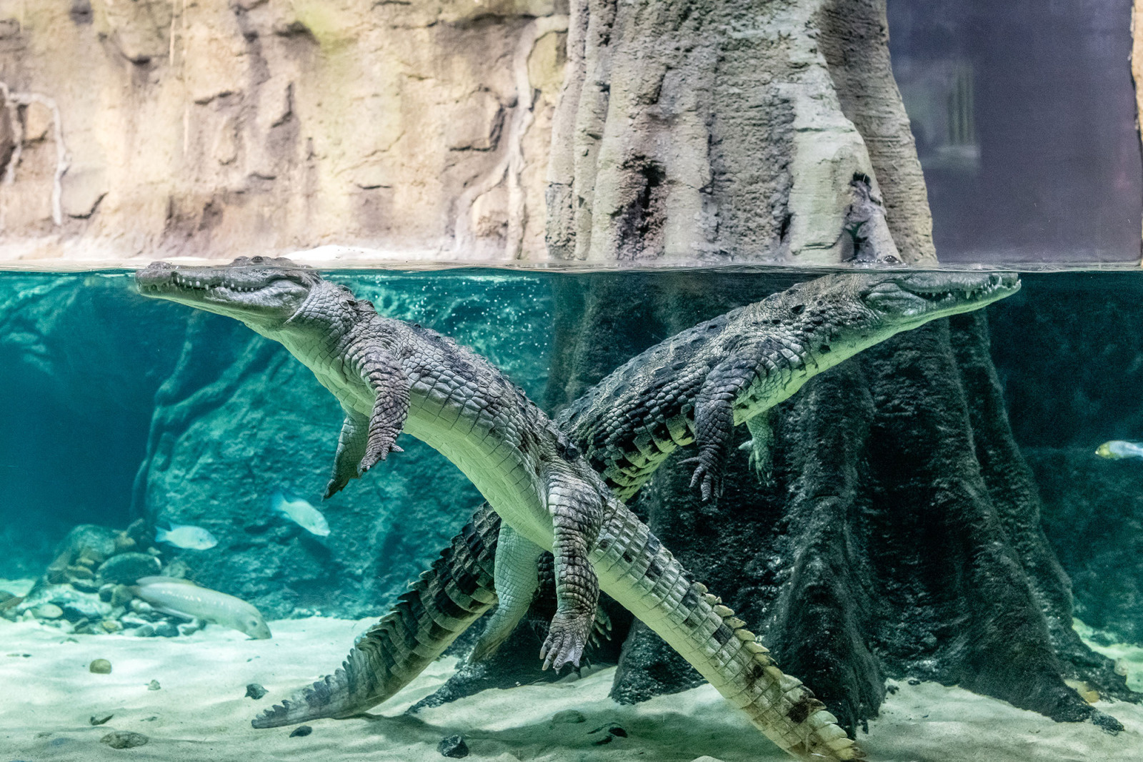 Visite d'Aquatis.  Crocodiles