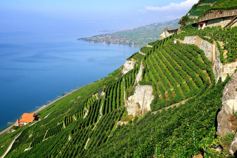 Les vignobles en terrasse avec vue sur le lac