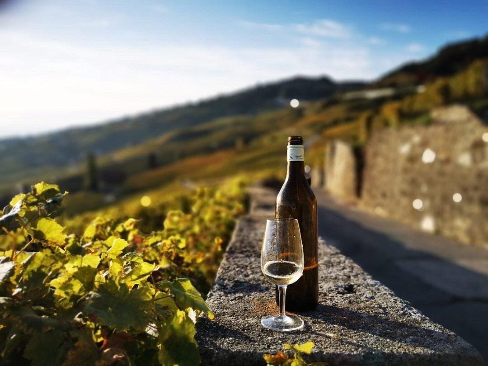 Gaillard & Fils domaine viticole situe en Lavaux (Epesses) Vignoble - Vignes Gaillard & Fils domaine viticole situe en Lavaux (Epesses) Vignoble - Vignes