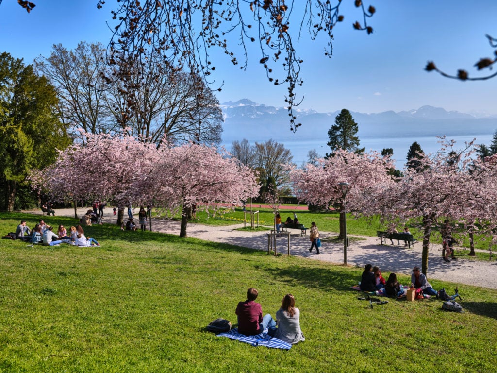 Auf der Suche nach den blühenden Kirschbäumen in Lausanne