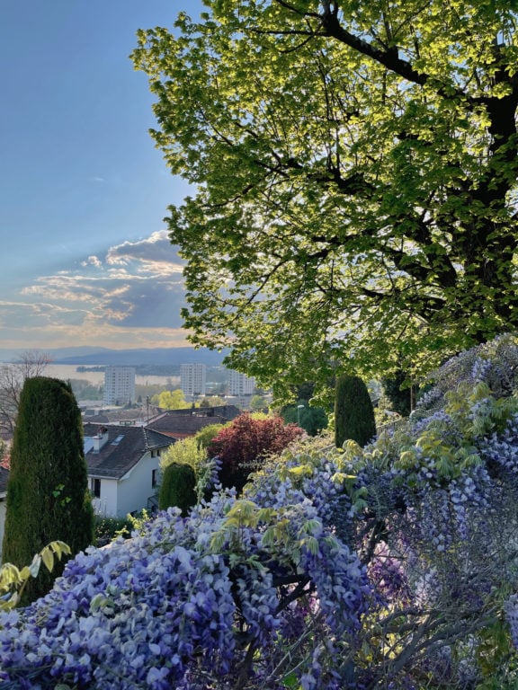 A walk to discover Lausanne’s most beautiful trees