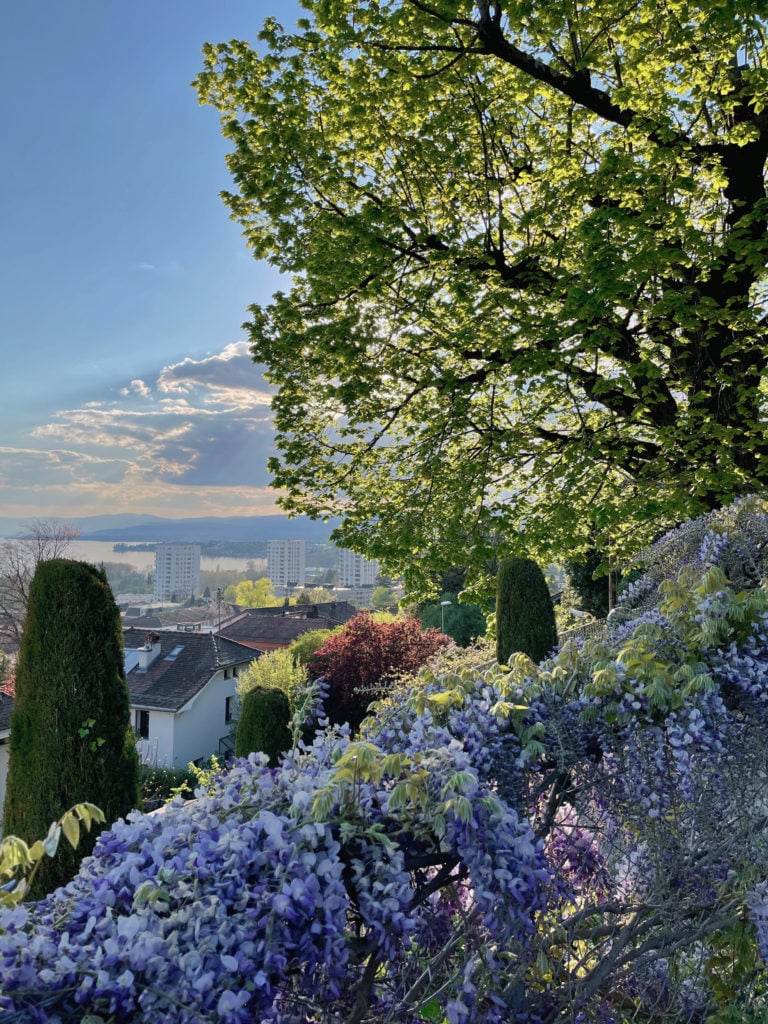 Balade à la découverte des plus beaux arbres de Lausanne