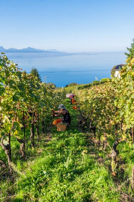 [Domaine Vitis Musicalis] Vendange - 20.09.2025 - Vincent Mivelaz-29