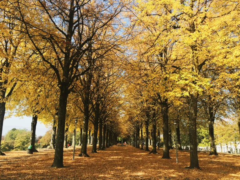 Vue du parc de Valency durant l'automne Vue du parc de Valency durant l'automne