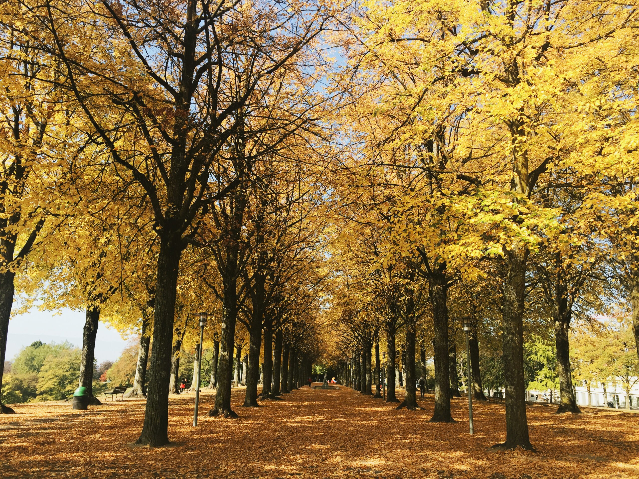 Vue du parc de Valency durant l'automne Vue du parc de Valency durant l'automne