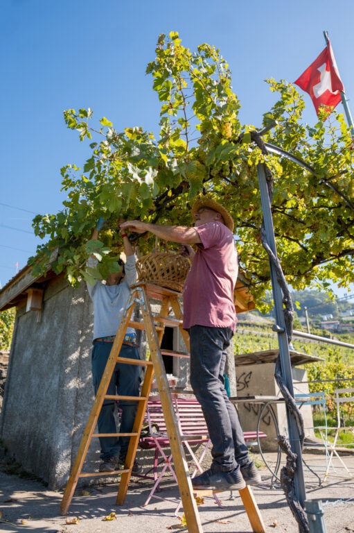 [Domaine Vitis Musicalis] Vendange - 20.09.2025 - Vincent Mivelaz-76