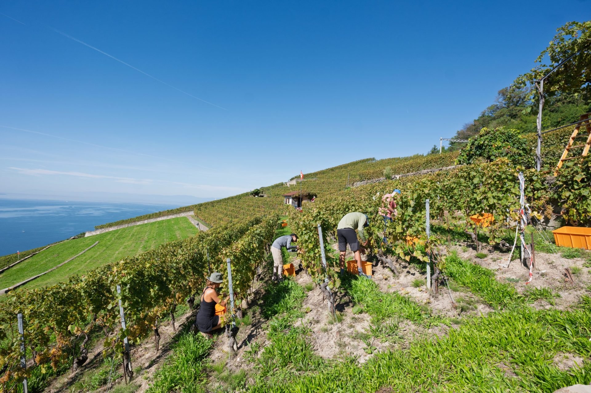 [Domaine Vitis Musicalis] Vendange - 20.09.2025 - Vincent Mivelaz-80
